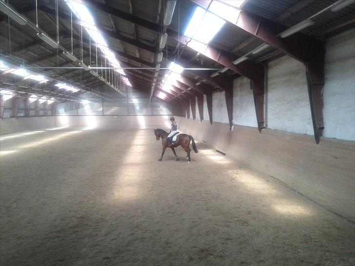 Anden særlig race Skovbjerggård´s Cavan - 5 gang jeg rider ham :D billede 3