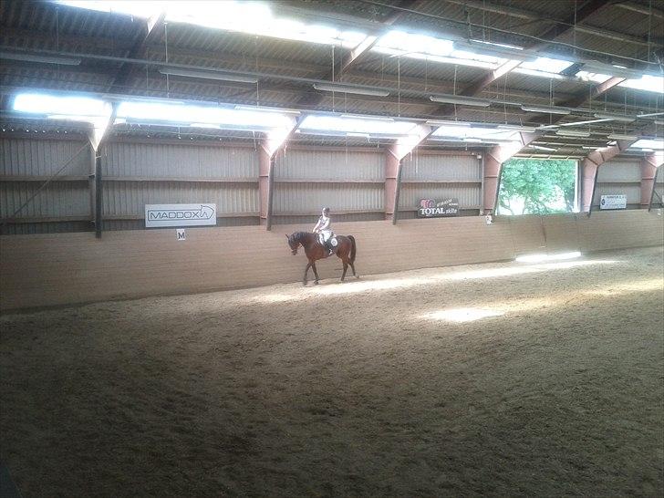 Anden særlig race Skovbjerggård´s Cavan - 5 gang jeg rider ham ;D  billede 4