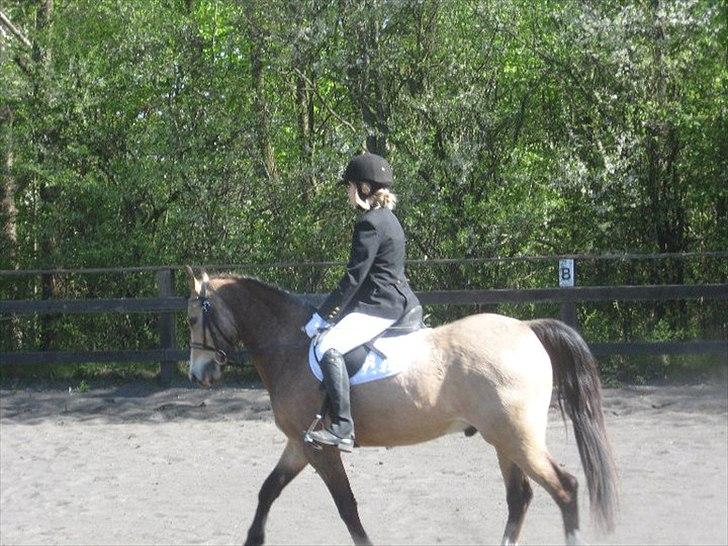 Welsh Partbred (Sec F) tivall <3 *gl. part* - stævne det går meget bedre :D foto: roni billede 11