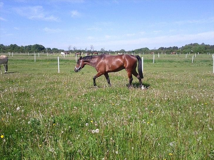 Anden særlig race Skovbjerggård´s Cavan billede 5