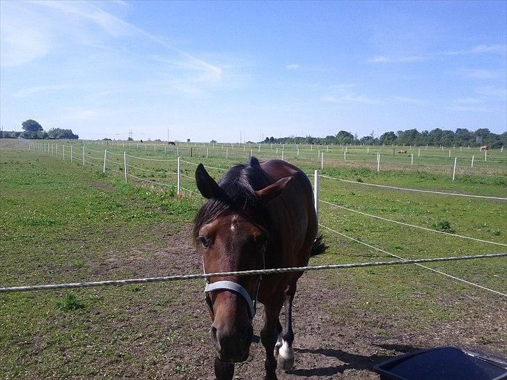 Anden særlig race Skovbjerggård´s Cavan billede 6