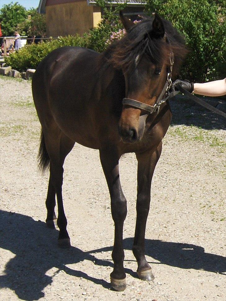 Anden særlig race Wojska - JUNI 2011 billede 13