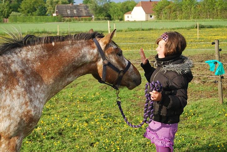 Knabstrupper Tristan billede 4