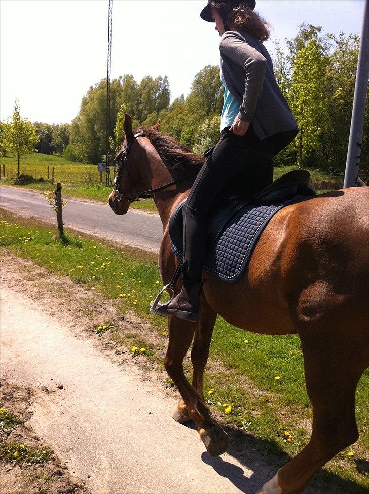 Anden særlig race Picasso - Dejlig solskins dag ! billede 9