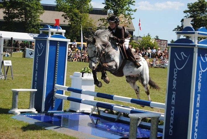 Appaloosa MR. APPELBEY **B-pony** (Søsters pony) billede 6