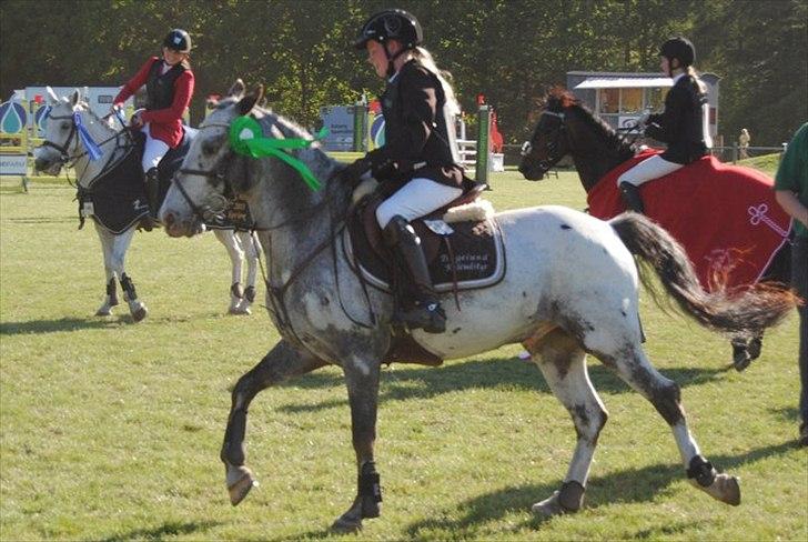 Appaloosa MR. APPELBEY **B-pony** (Søsters pony) billede 7