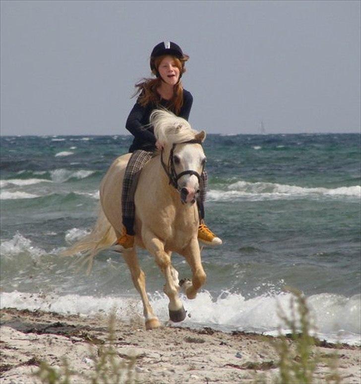 Welsh Mountain (sec A) Walter/Minells Ducell - Samsø galop på stranden du dundre af i den dejligeste galop Hurtigt som lynet galopere du lige ind i mit hjerte billede 1