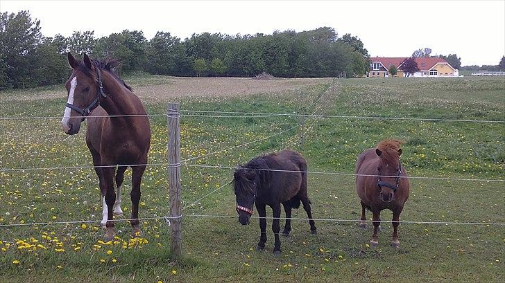 Anden særlig race Jacob<3 - Fra venstre, Jacob, Olivia og Maj :-)
 billede 9