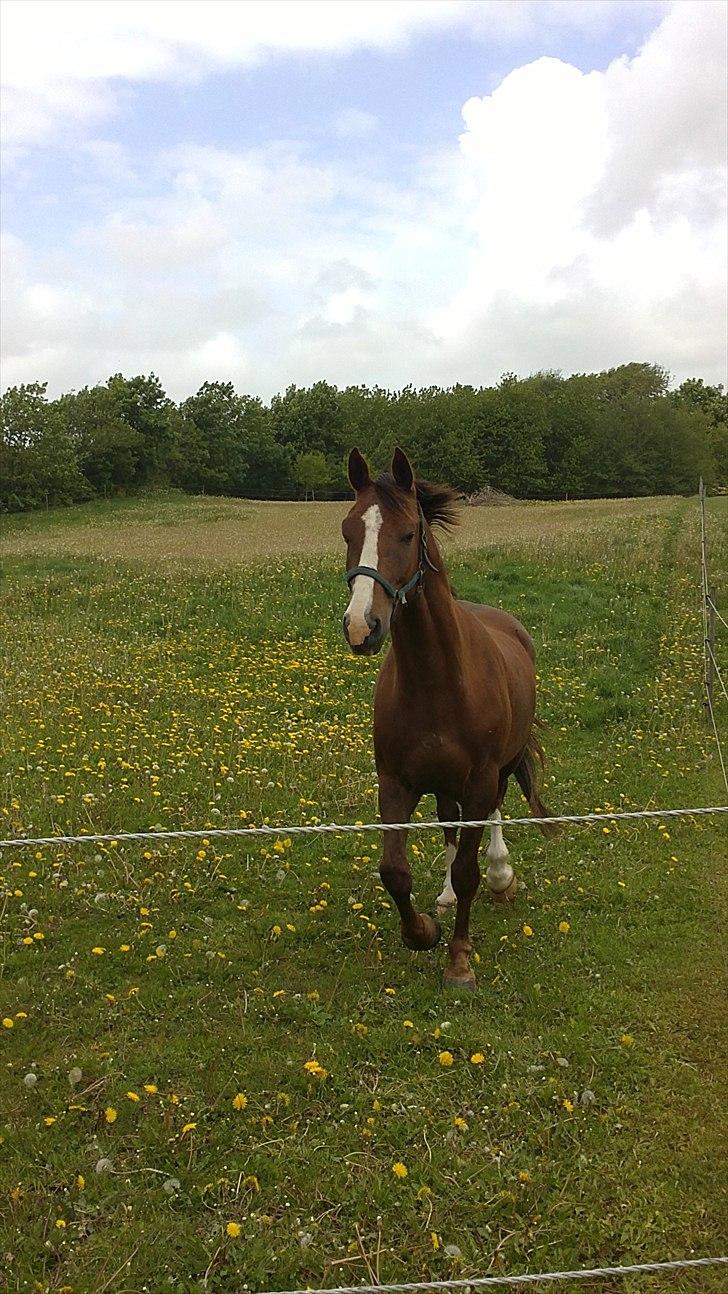 Anden særlig race Jacob<3 - Jeg kommer nu :-) <3
 billede 10