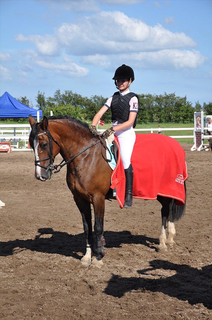 Welsh Cob (sec D) Tango - Velkommen til Mango Tangos Profil :D billede 1