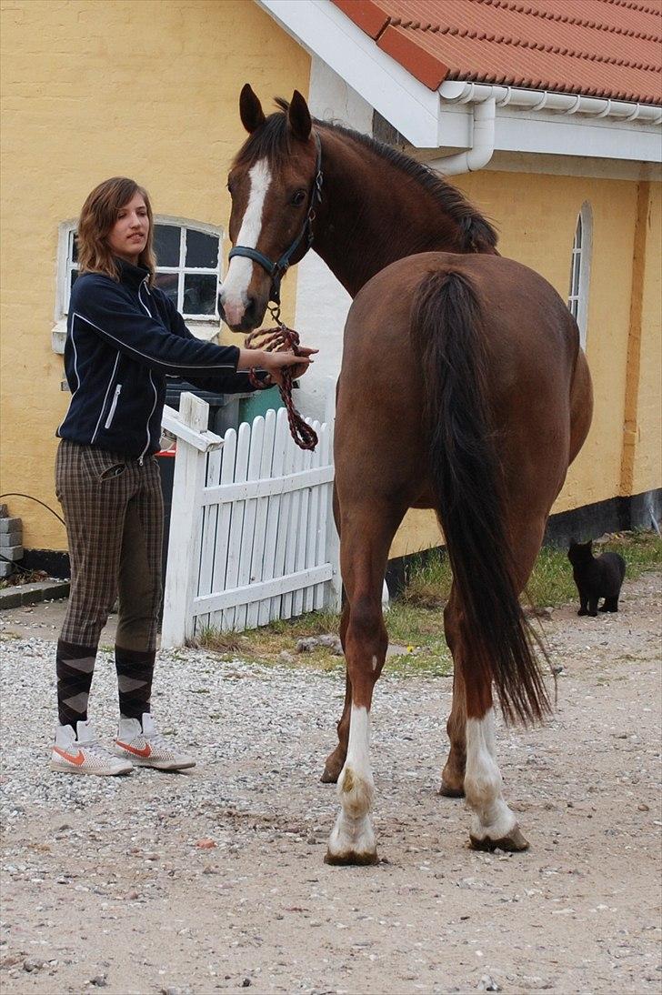 Anden særlig race Jacob<3 - Da Jacob blev min :-) hen er lige kommet ud af hestetraileren :-)<3 d. 6/5-2011 billede 8