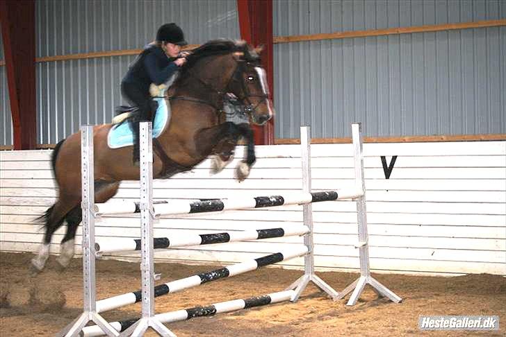 Welsh Cob (sec D) Tango - „Nogle gange må man lade flyvemaskiner optræde som stjerneskud, og lade hjertet ønske, at du kom tilbage til mig.“ billede 2