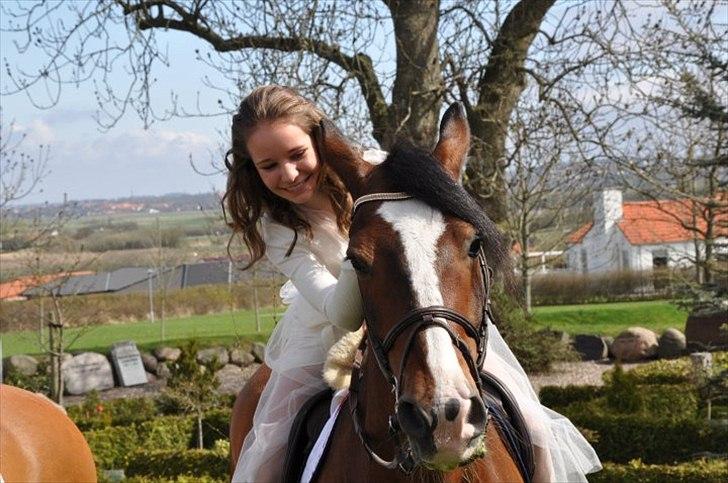 Welsh Cob (sec D) Tango - Min bedste ven er gået bort og har efterladt mig utrolig meget savn og smerte. Men jeg husker heldigvis, at Tango altid vil leve videre i den varmeste plads i mit hjerte.“ billede 3