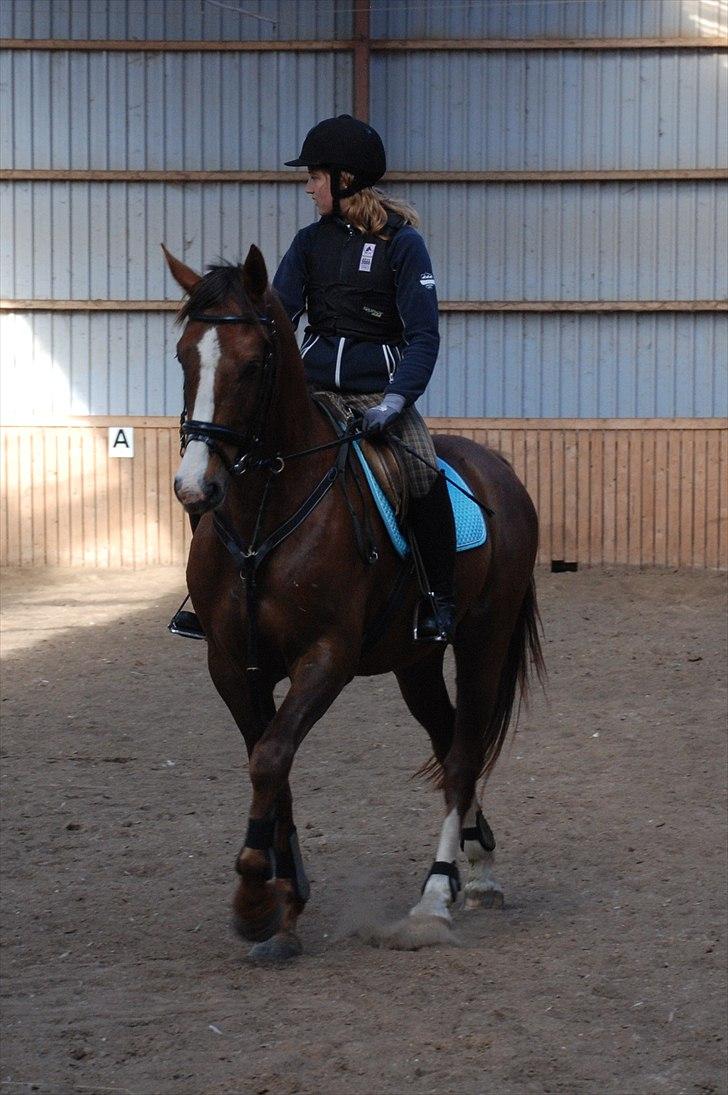 Anden særlig race Jacob<3 - Er ved at varme op til springundervisning <3
 billede 11