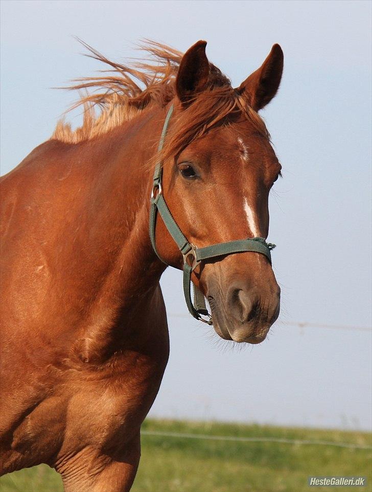 Anden særlig race PEPSI! :D - Jeg elsker dig ikke fordi du er smuk, men jeg synes du er smuk, fordi jeg elsker dig!  :-D <3  Juni 2011. billede 11