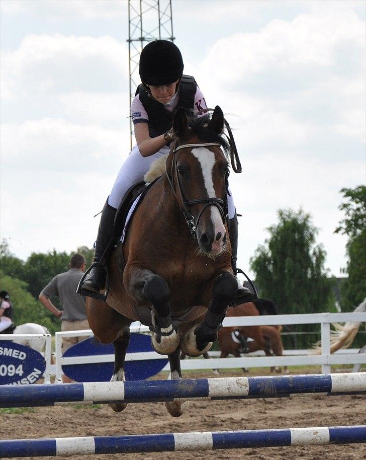 Welsh Cob (sec D) Tango - „De værste sår er de, der ikke bløder“ billede 5