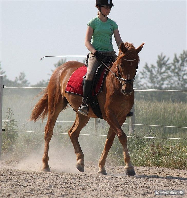 Anden særlig race PEPSI! :D - Undervisning i juni 2011. Her i en let versade <3 :-D FOTO: JC Juni 2011 billede 9