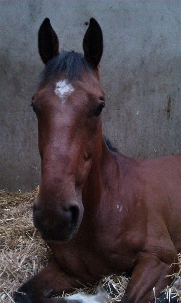 Dansk Varmblod Sundancer billede 9