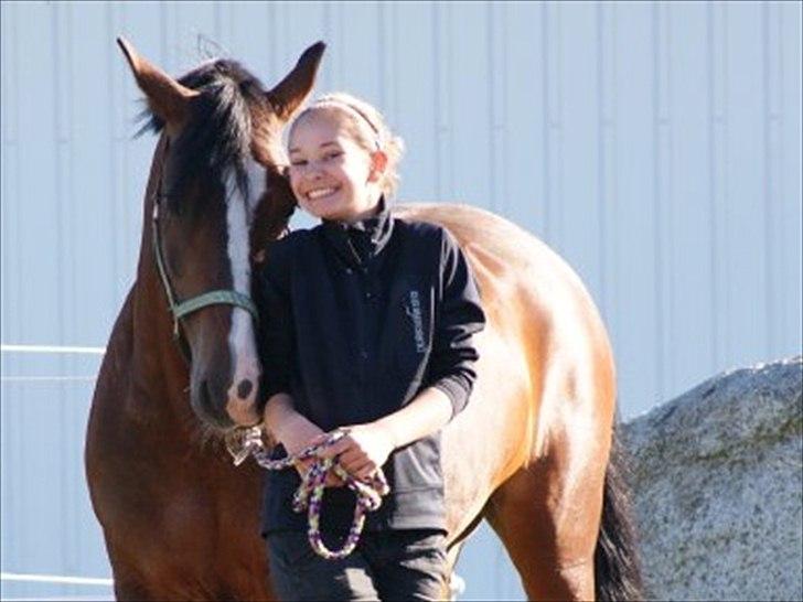 Welsh Cob (sec D) Tango - „Det er skønhed som fanger din opmærksomhed, men personlighed som vinder dit hjerte.“ billede 6