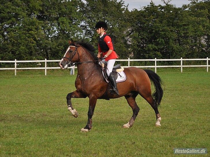 Welsh Cob (sec D) Tango - „Jeg kender til smerte, men ægte kærlighed er den værste.“ billede 7