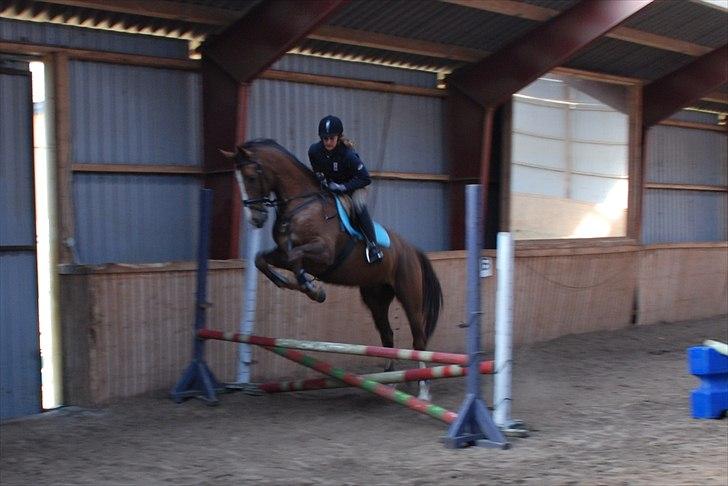 Anden særlig race Jacob<3 - 3 gang Jacob springer med rytter han er bare dygtig :-) skønne hest<3
 billede 12