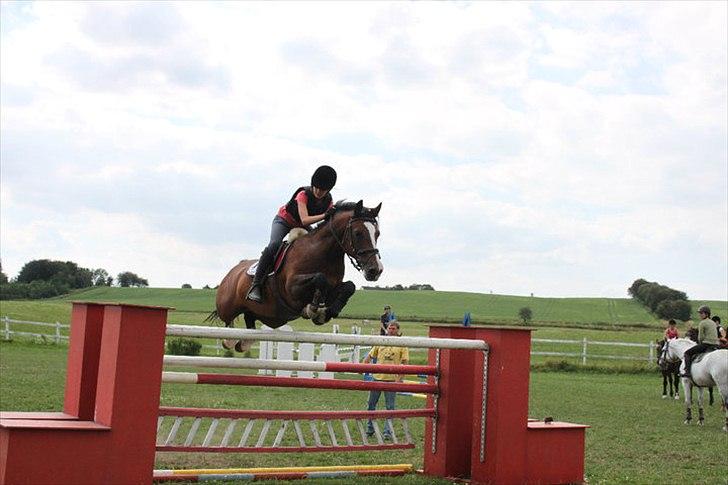 Welsh Cob (sec D) Tango - Jeg kunne flyve sammen med dig -155 cm!<3 billede 8