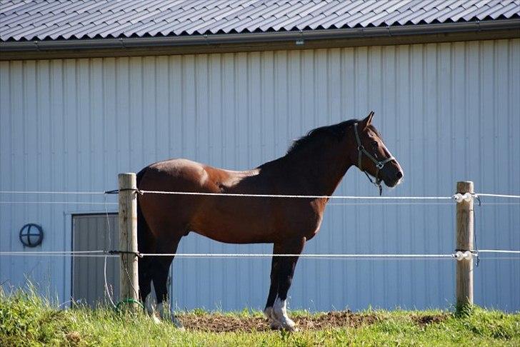 Welsh Cob (sec D) Tango - „Der kan være tusindevis af tårer gemt i din øjne, hundredevis af ord bag det falske smil, men en hel livshistorie bag dit knuste hjerte. billede 9