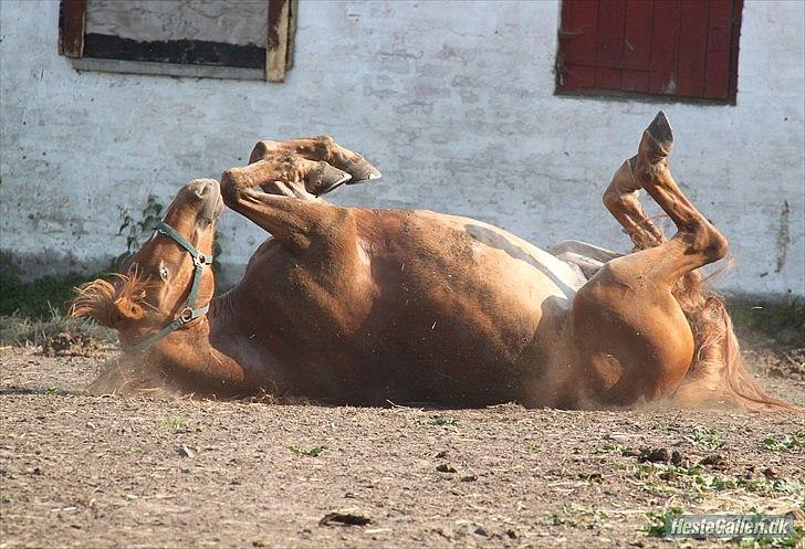 Anden særlig race PEPSI! :D - SKØØØNT! <3 Gumles første beskæftiglese, når han kommer på fold :b <3 Foto; JC. billede 19