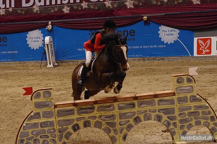 Welsh Cob (sec D) Tango - „Jalousi kan kun opstå, når der er kærlighed til stede.“ billede 10