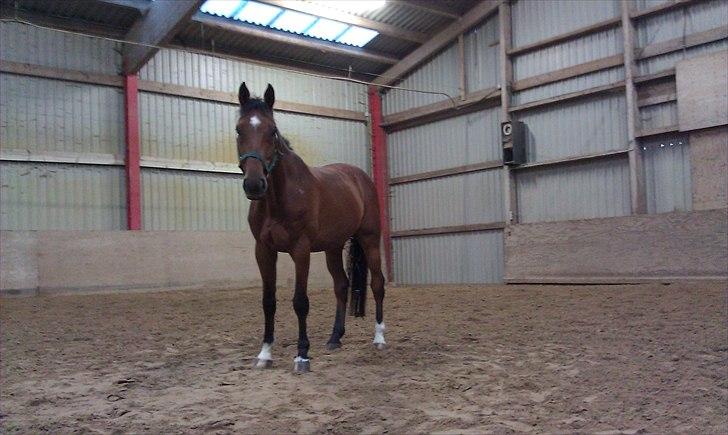 Dansk Varmblod Sundancer billede 10