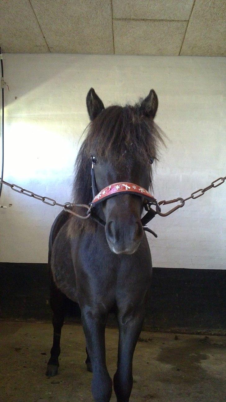 Shetlænder Olivia Drømmeponyen! <3:* - Smuksakken i vandspiltovet <3
 billede 13