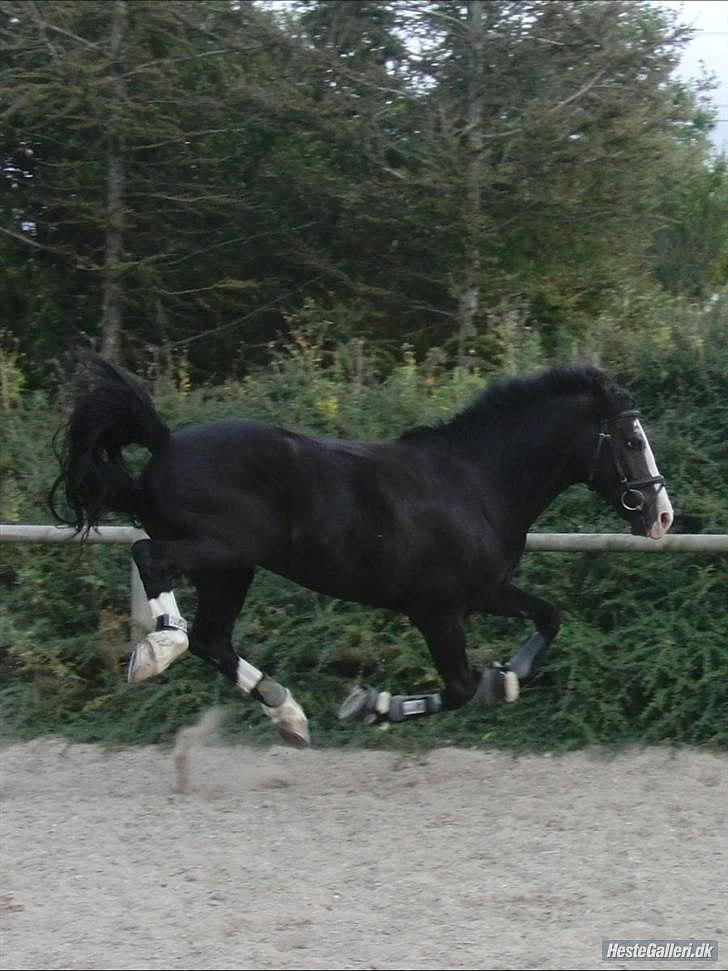 Welsh Cob (sec D) Schurings Brutus  billede 3