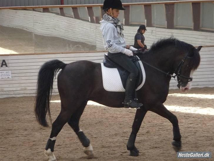 Welsh Cob (sec D) Schurings Brutus  billede 10