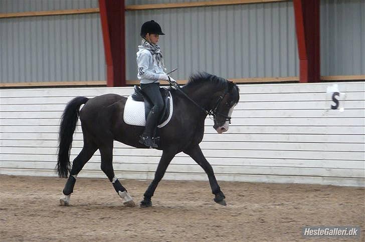 Welsh Cob (sec D) Schurings Brutus  billede 11