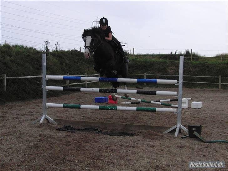 Welsh Cob (sec D) Schurings Brutus  billede 13