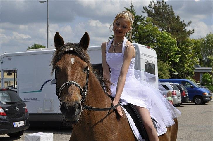 Anden særlig race Vesterleds Tobbi *Toppen af poppen* - Min konfirmation d. 20 maj 2011. Han kom og hentede mig ved kirken<3 billede 6
