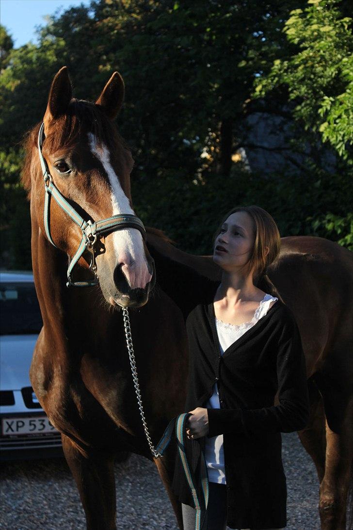 Dansk Varmblod Lobergs Nimb - Velkommen til NImbs profil :) læg gerne en bedømmelsen.  Fotograf Sara Justenborg billede 1