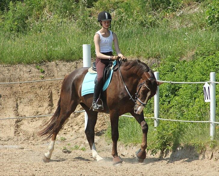 Dansk Varmblod Lobergs Nimb - Juni 2011                                                               Sara Justenborg billede 7
