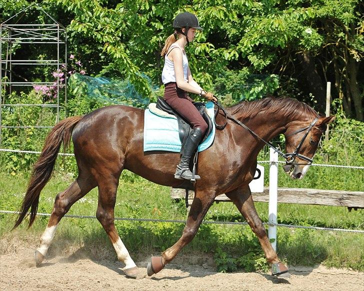 Dansk Varmblod Lobergs Nimb - Juni 2011                                             Sara Justenborg billede 17