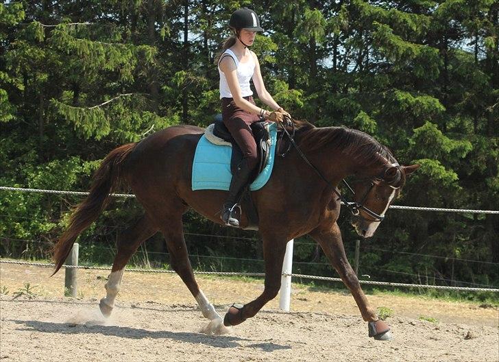 Dansk Varmblod Lobergs Nimb - Juni 2011                                                 Sara Justenborg billede 10