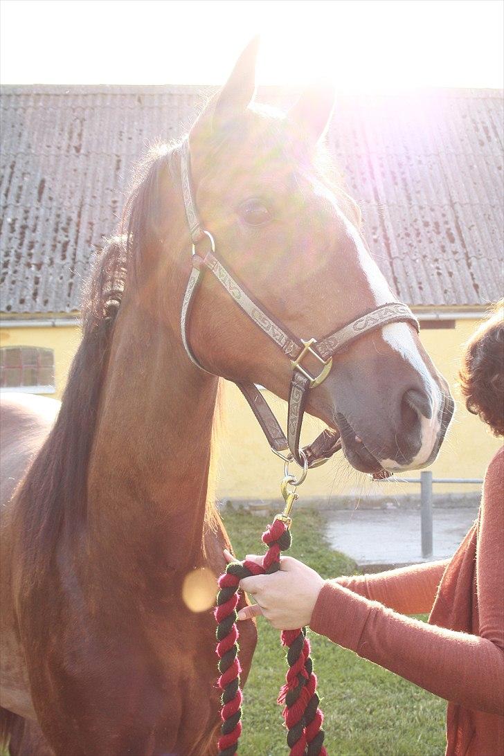 Anden særlig race Uhregaardens Saturn billede 2
