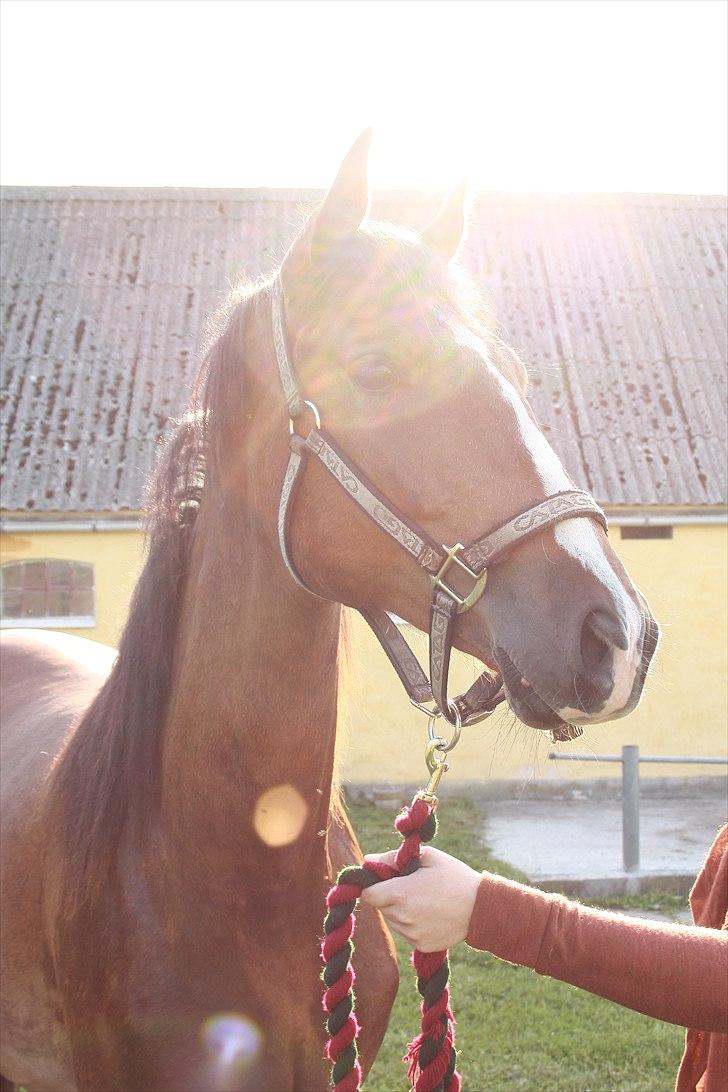 Anden særlig race Uhregaardens Saturn billede 4