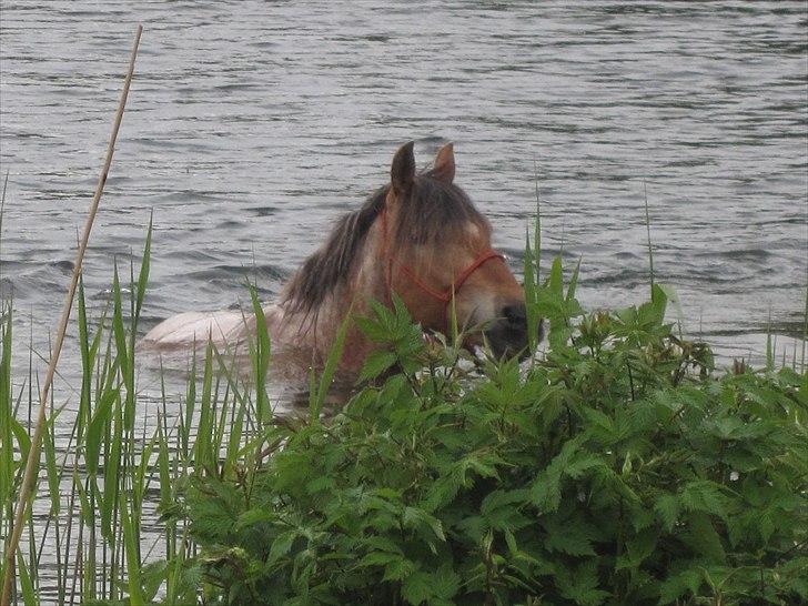 Anden særlig race Vilja Menneske Øje - 9 Vilja svømmer, en skøn søndag i Maj, red vi til søen (30 km) i pis regnvejr, men at hesten nyder det, er bare perfekt! Billede: Lene  billede 10