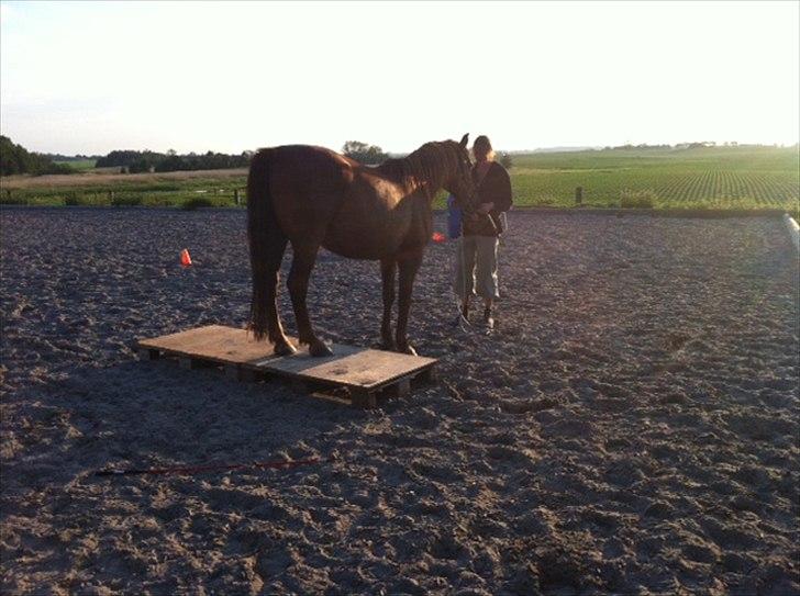 Anden særlig race Mr. Balisto - Og med bagben... billede 15