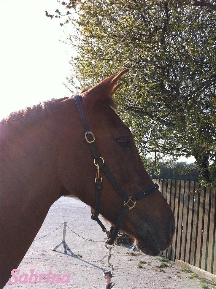 Anden særlig race Sabrina.. PASSER! R.I.P<3 - <3 billede 13