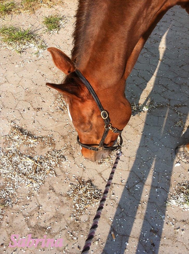 Anden særlig race Sabrina.. PASSER! R.I.P<3 - Uhm, blomster blade fra jorden<3 billede 14