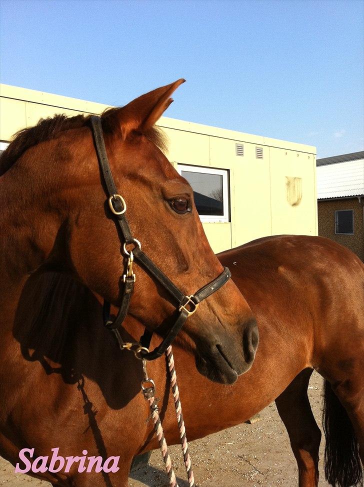 Anden særlig race Sabrina.. PASSER! R.I.P<3 - <3 billede 15