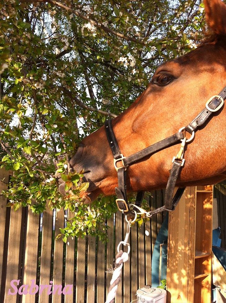 Anden særlig race Sabrina.. PASSER! R.I.P<3 - spiser træ(: billede 16