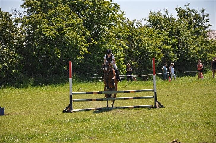 Welsh Pony (sec B) Amigo Ferrari min elskede savnet solgt - en dalig vam dig til stævne i herslev rideklub billede 1