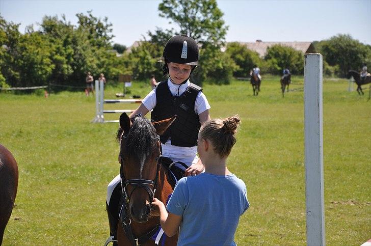 Welsh Pony (sec B) Amigo Ferrari min elskede savnet solgt - 2pl i lb spring i herslev rideklub billede 16